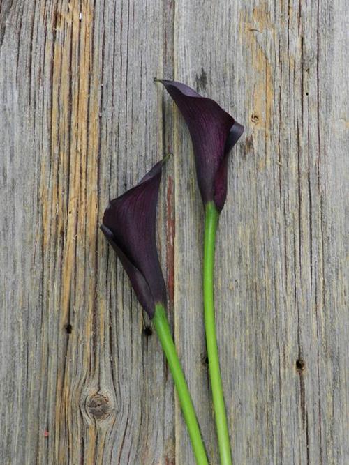 SCHWARZWALDER  BLACK MINI CALLAS